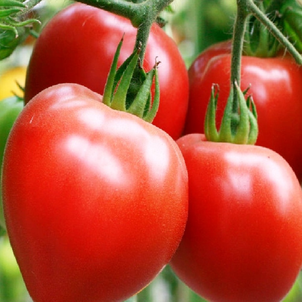 Amish Oxheart Tomato Seeds Elenas Organic Garden Ontario Canada
